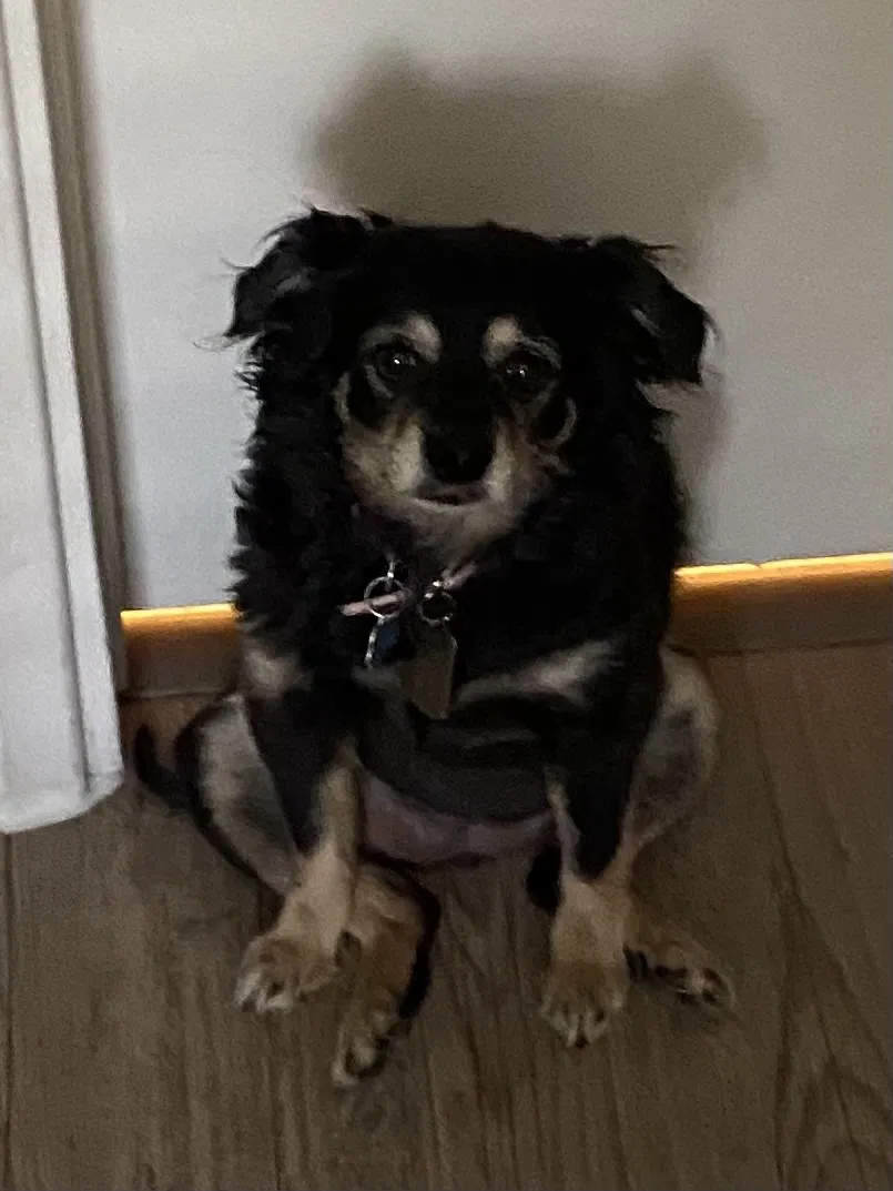 Lost dog in Oklahoma City, OK, 73131