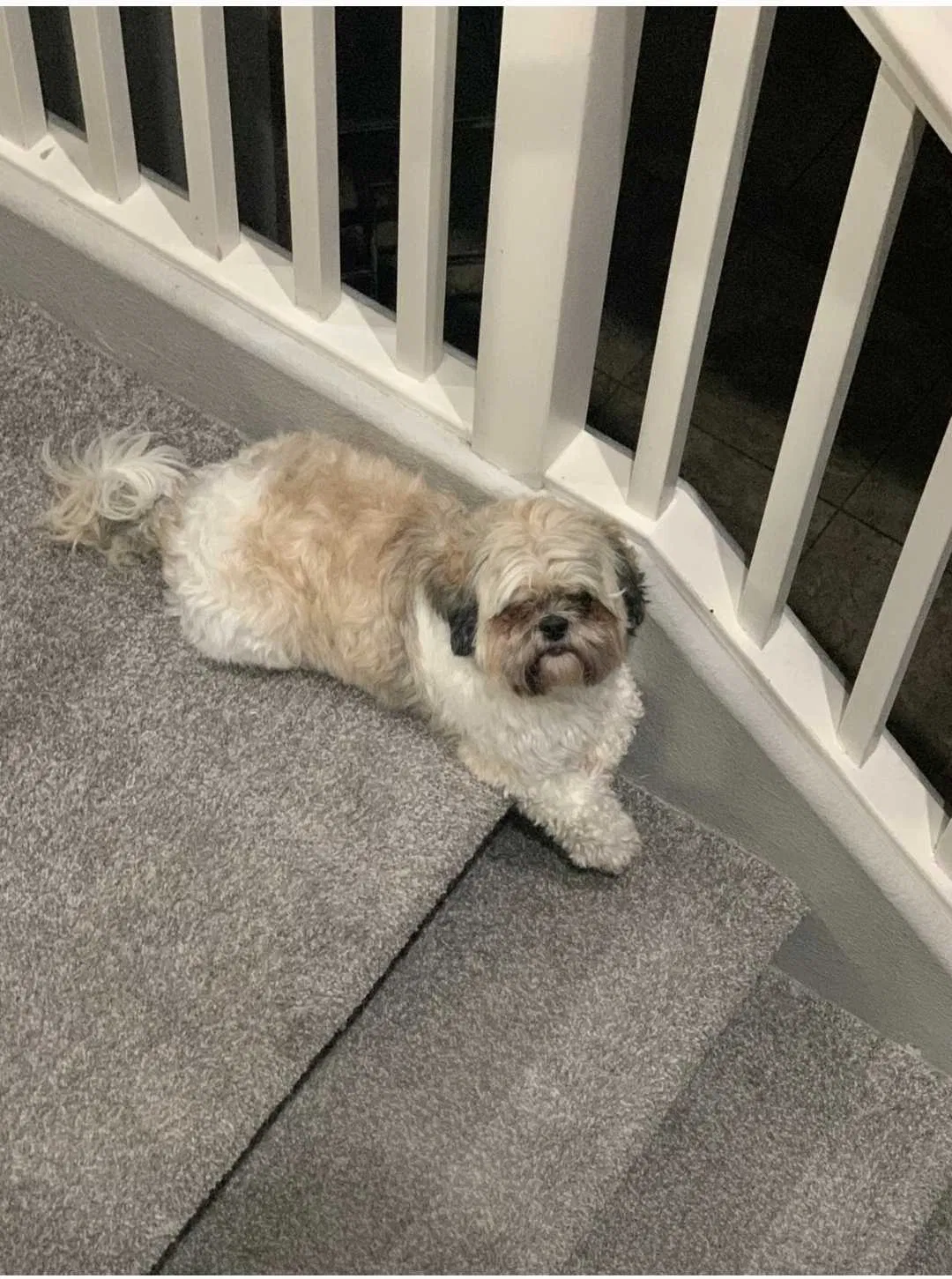 Lost dog in North Las Vegas, NV, 89032