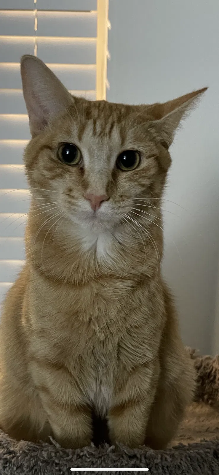 Lost cat in Unknown, OR, 97003