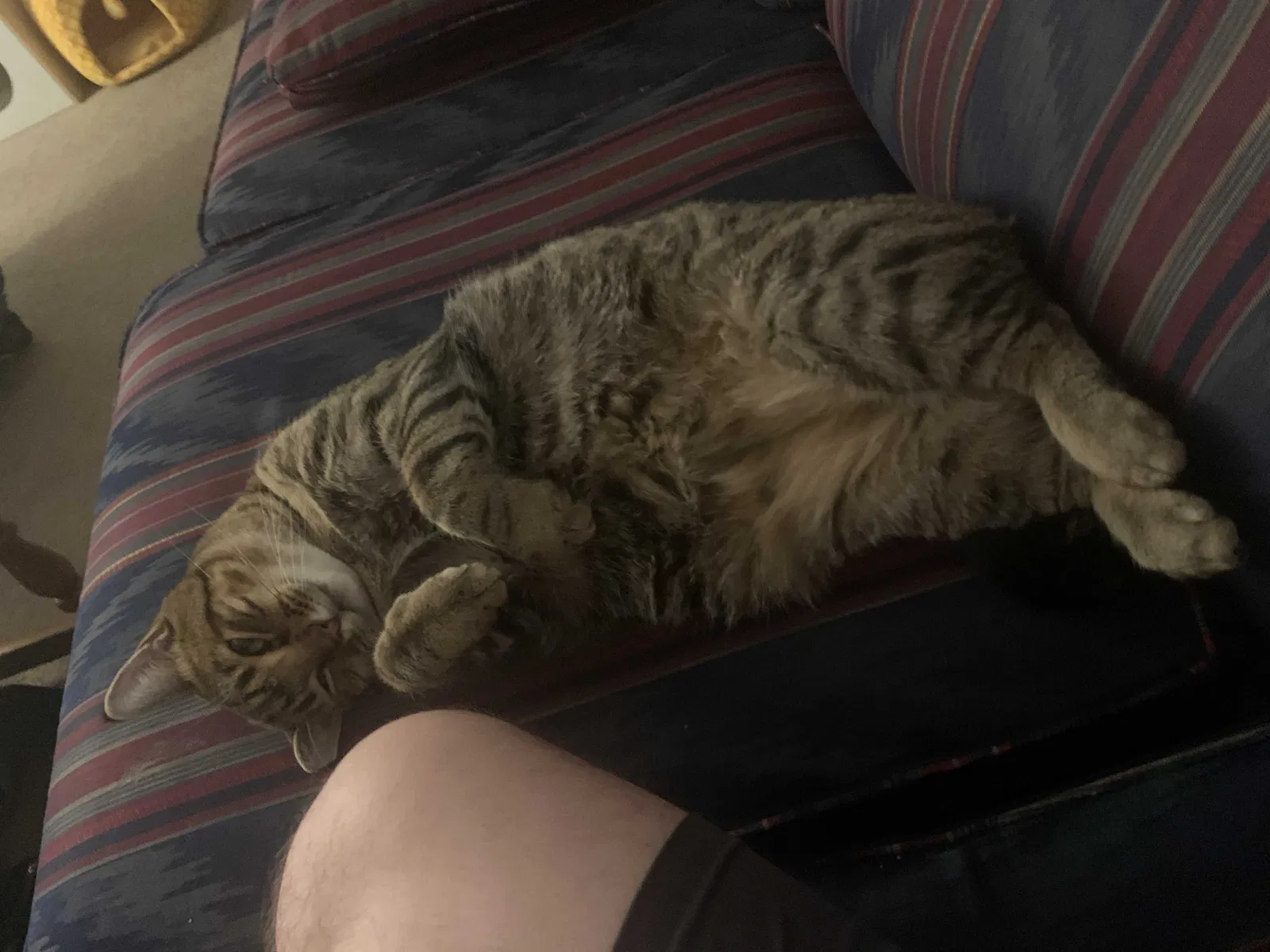 Lost cat in Murfreesboro, TN, 37130