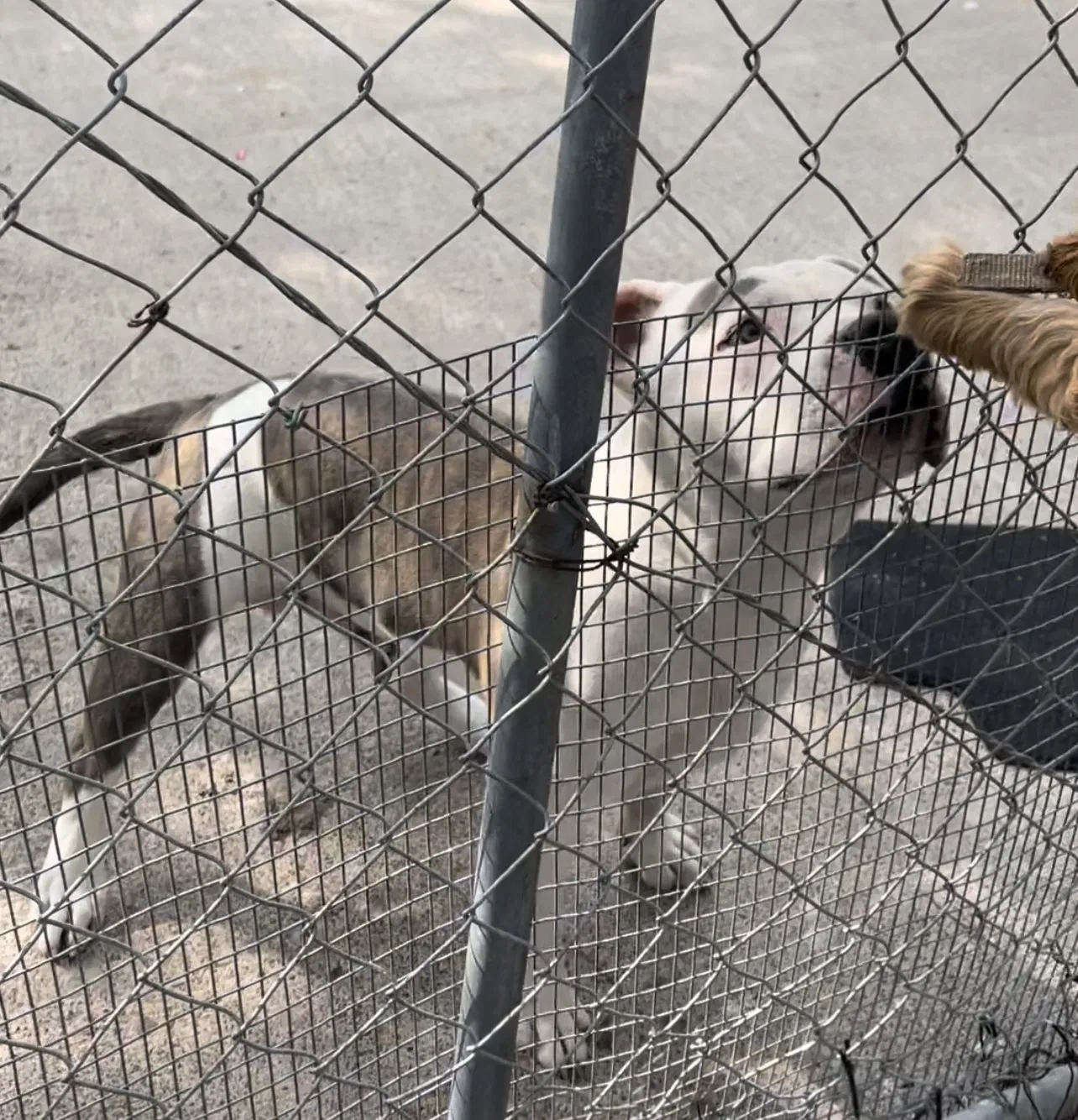 Lost dog in Brownsville, TX, 78521