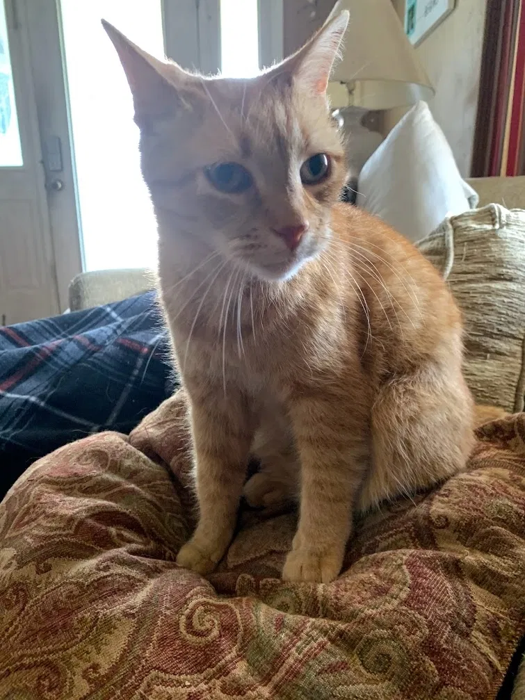 Lost cat in Fort Wayne, IN, 46818