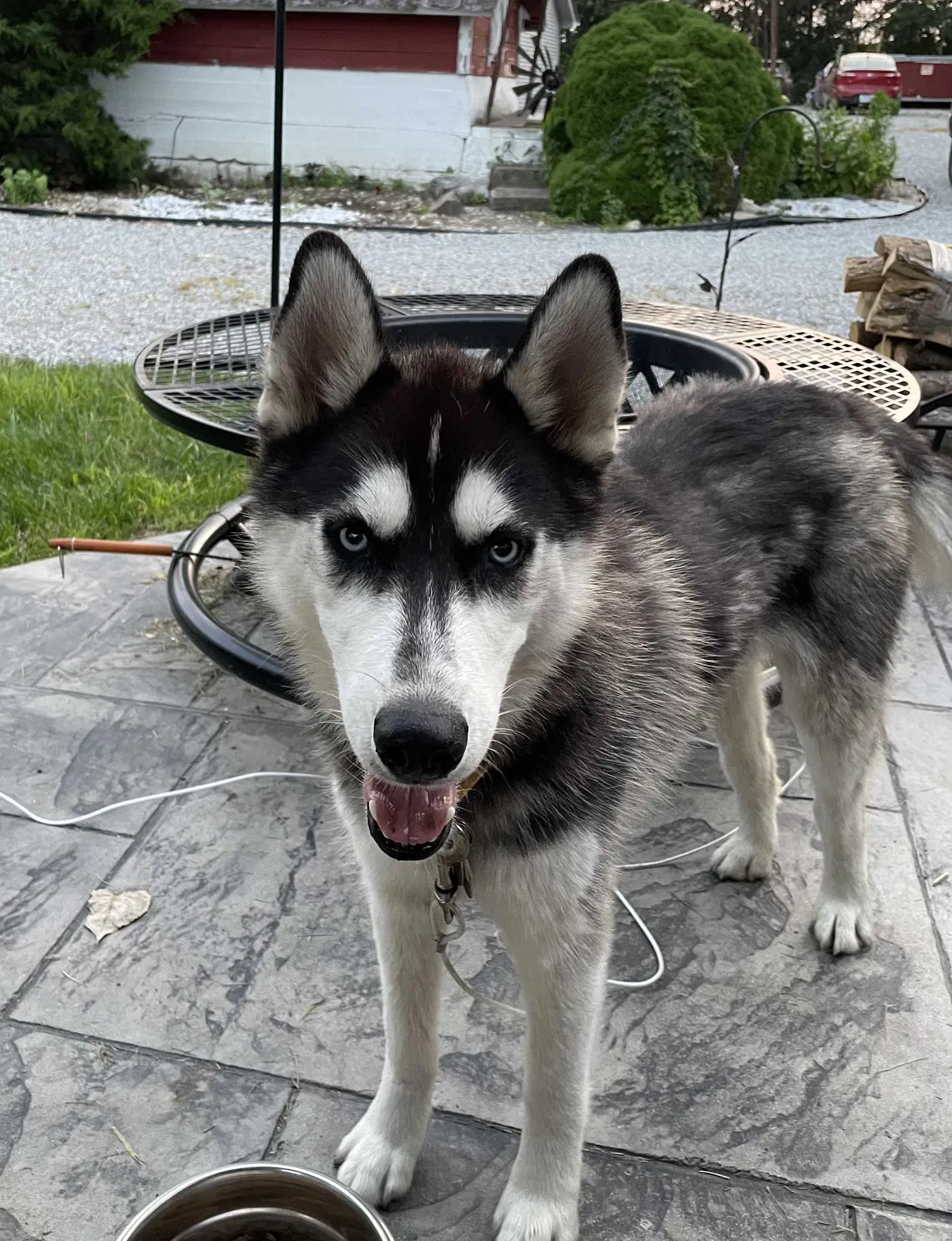 Lost dog in Churubusco, IN, 46723