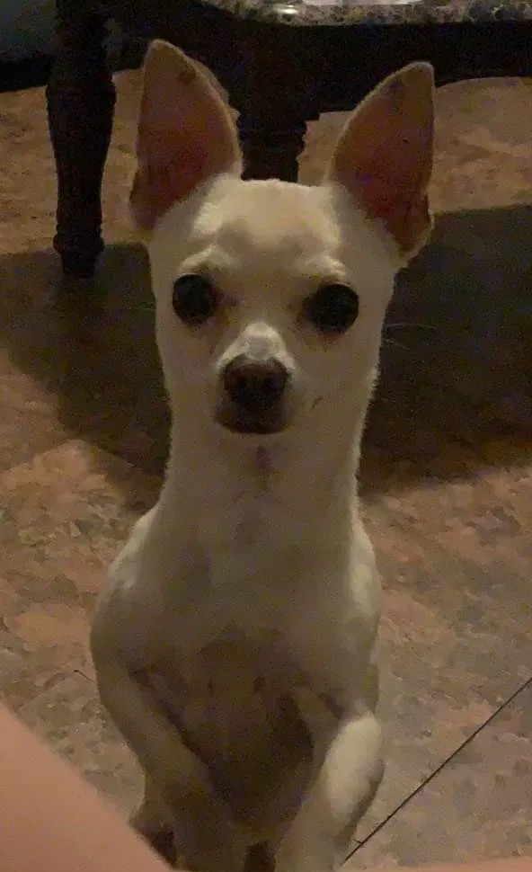 Lost dog in Camden, NJ, 8105