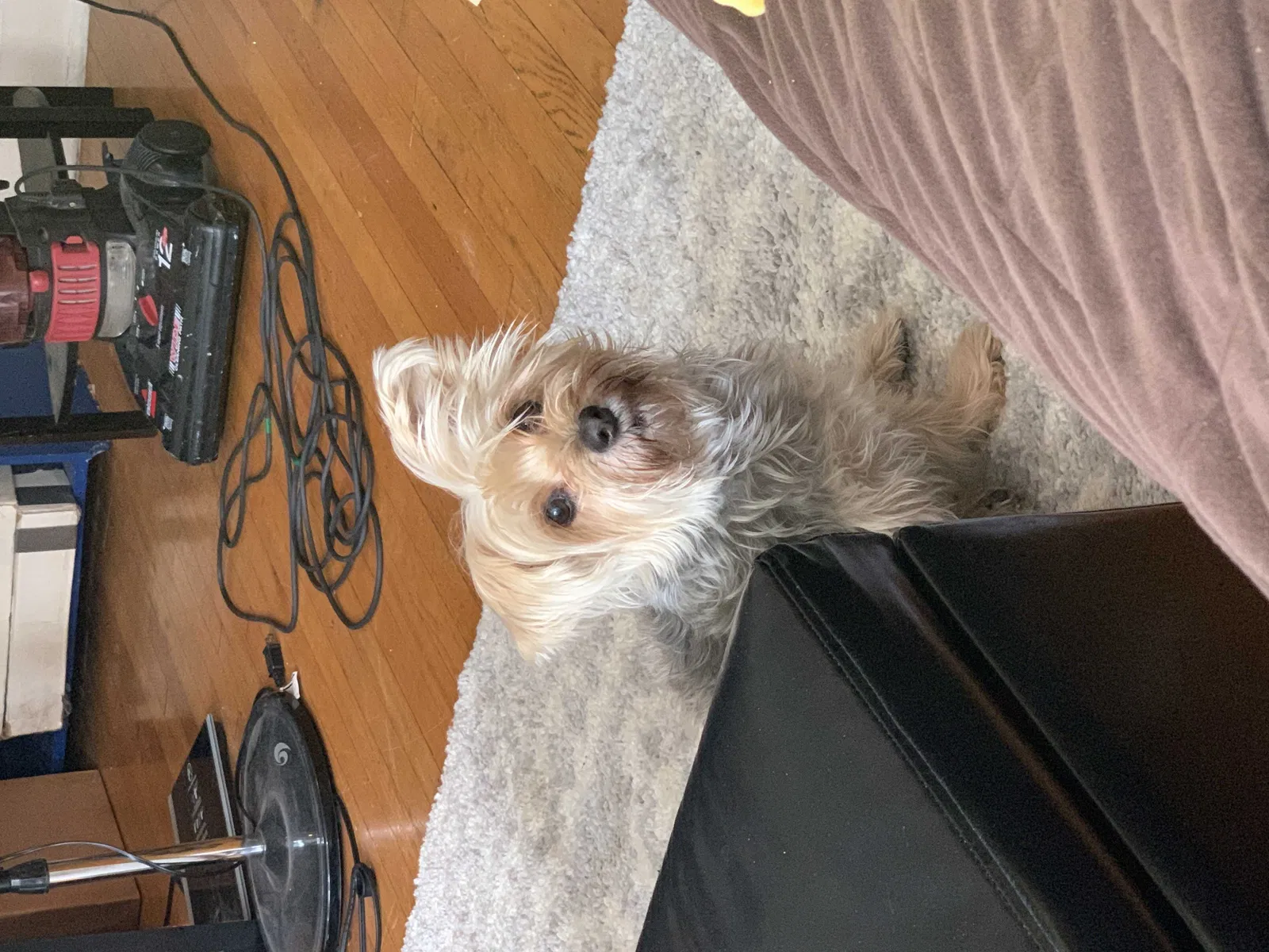 Lost dog in Chicago, IL, 60623