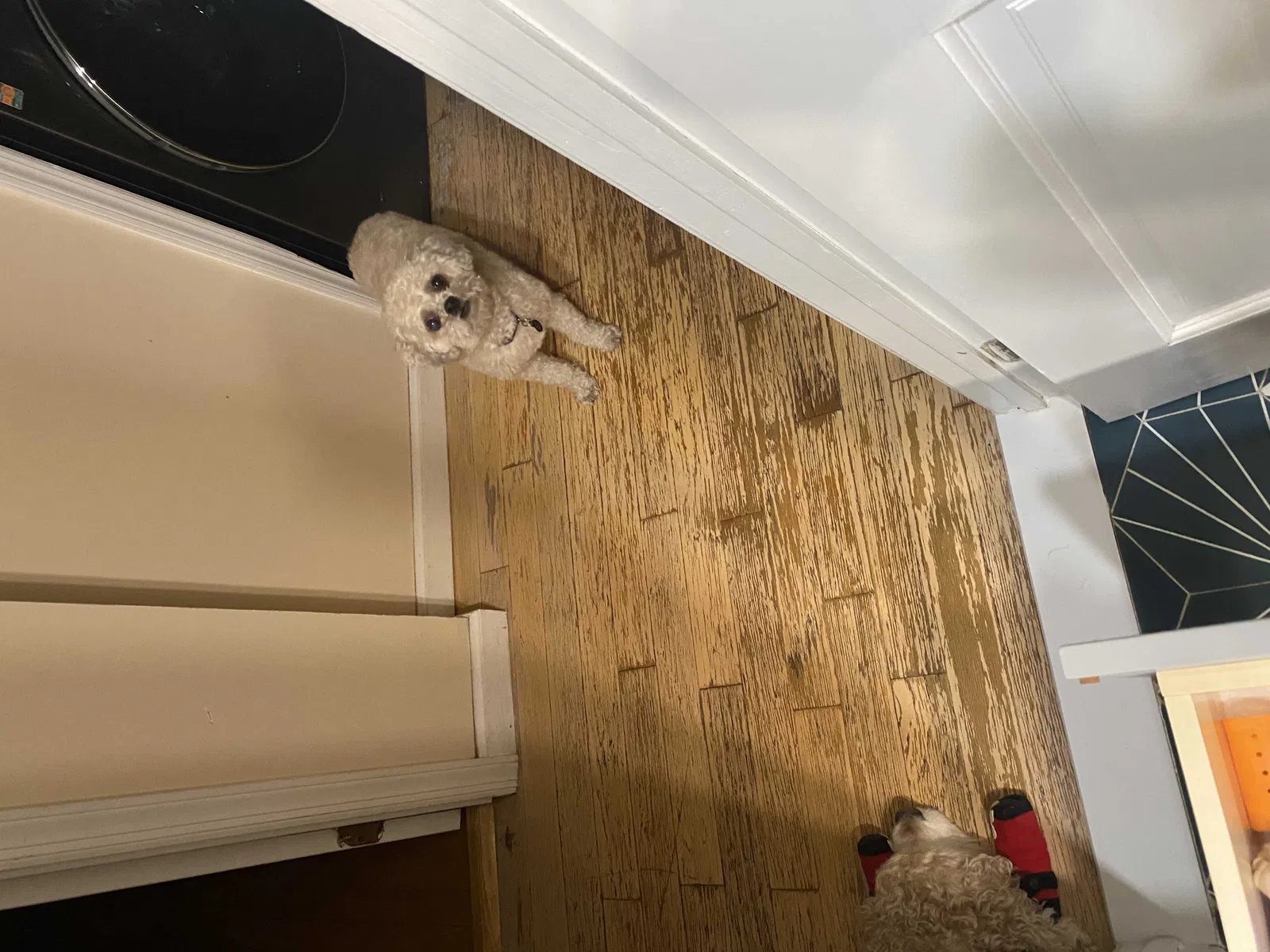 Lost dog in Brooklyn, NY, 11234
