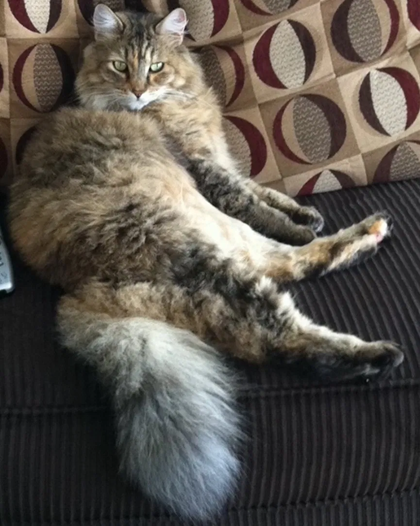 Lost cat in Seattle, WA, 98119