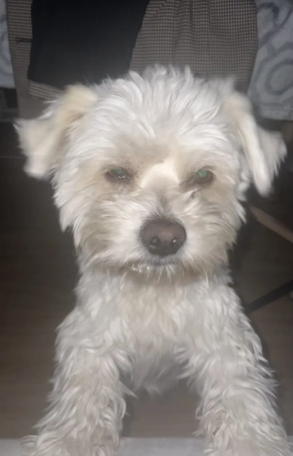 Lost dog in Los Angeles, CA, 90001
