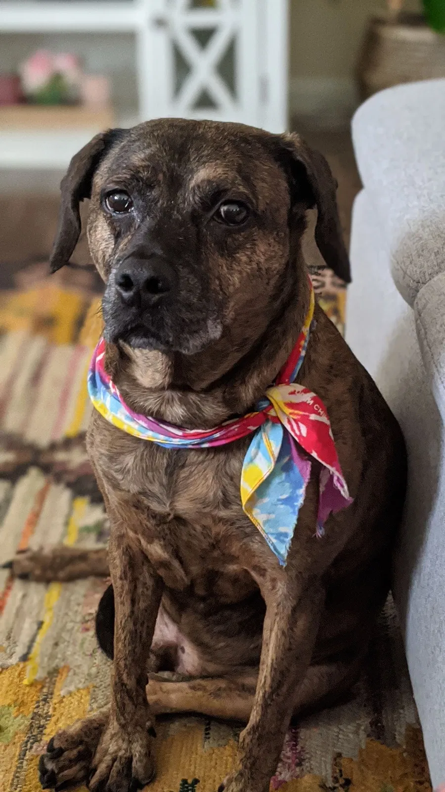 Lost dog in Loganville, GA, 30052