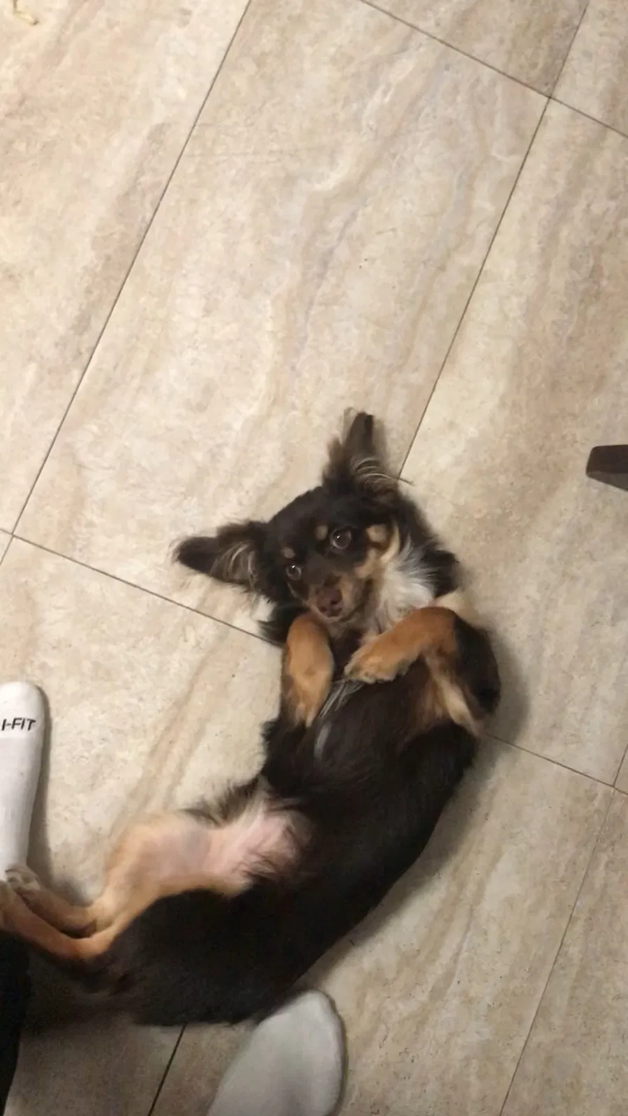Lost dog in Downey, CA, 90240