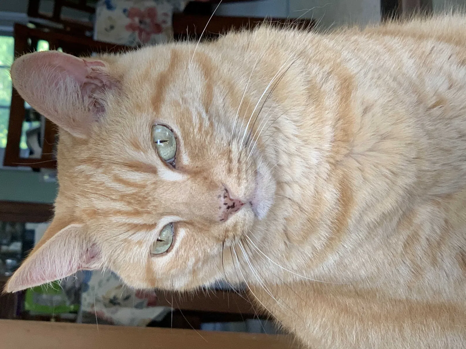 Lost cat in Fort Thomas, KY, 41075