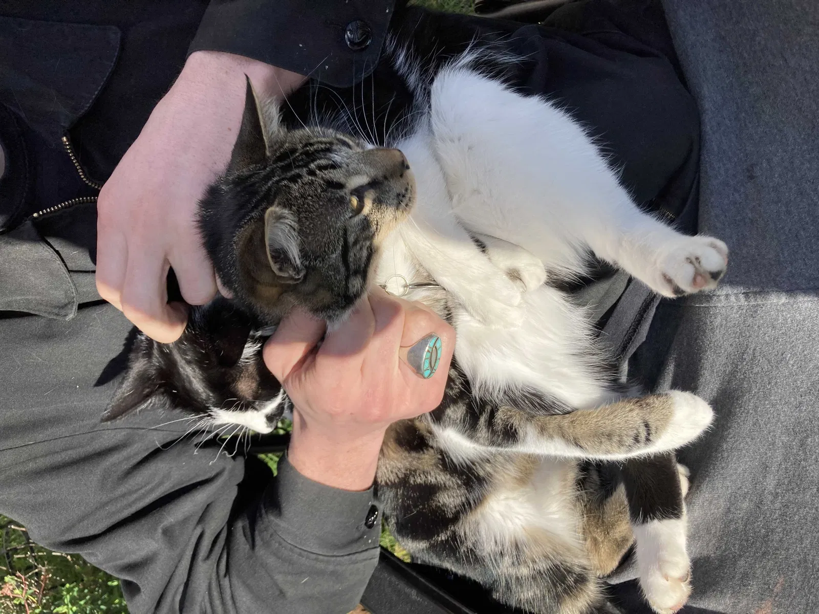 Lost cat in Portland, OR, 97206