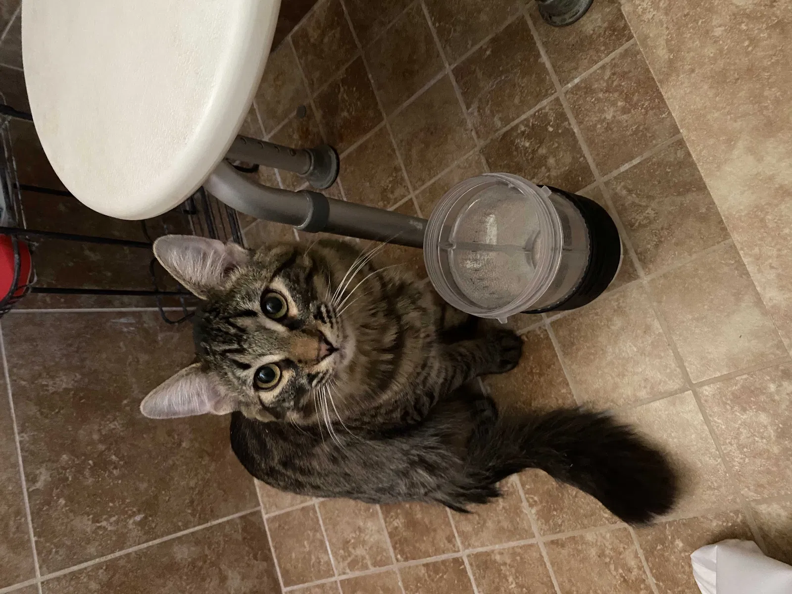 Lost cat in Tucson, AZ, 85746
