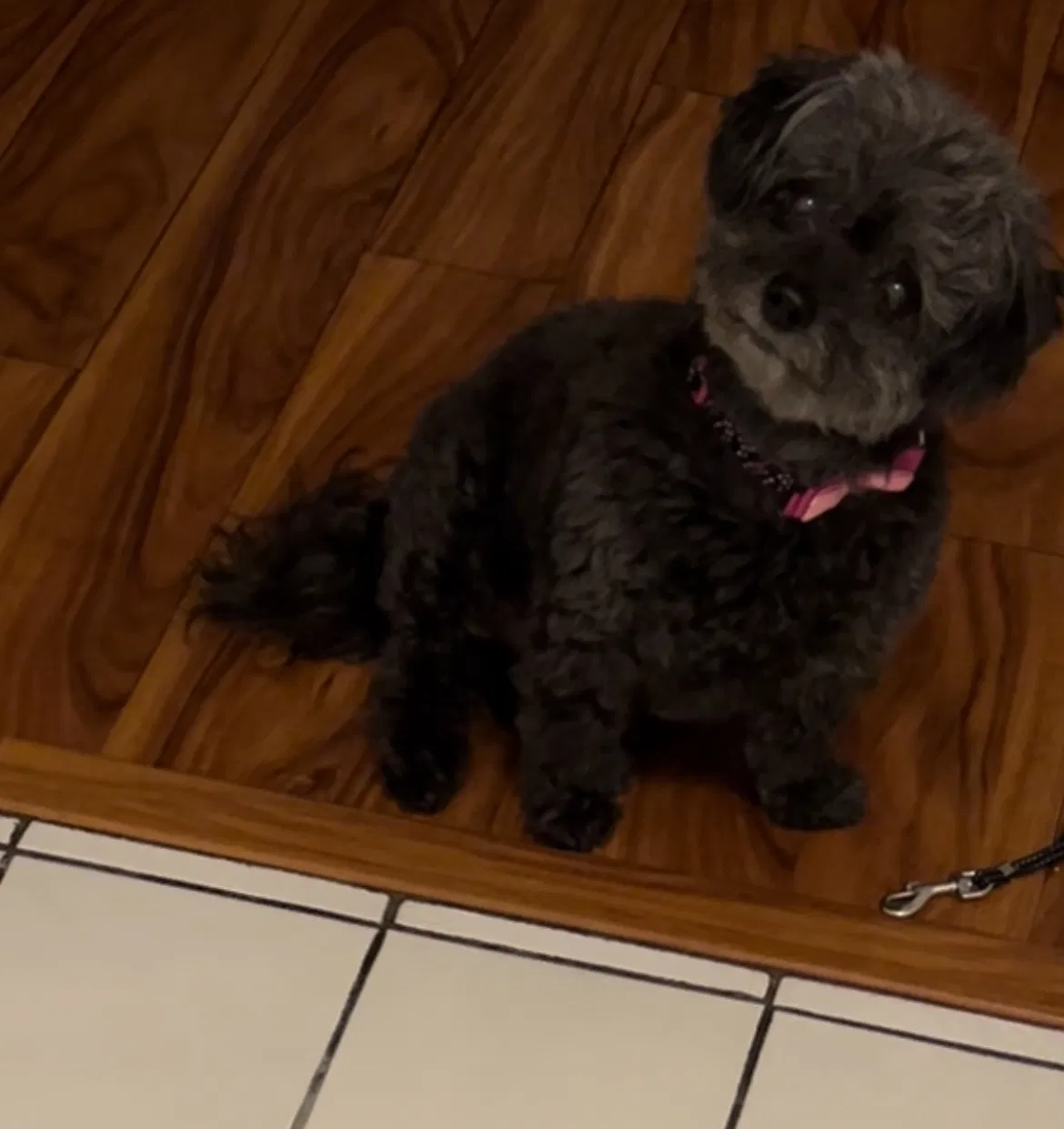 Lost dog in Los Angeles, CA, 90036