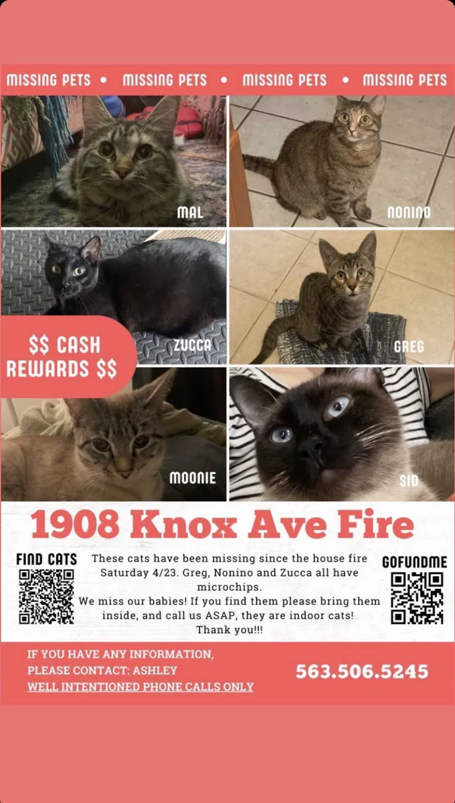 Lost cat in Saint Louis, MO, 63139