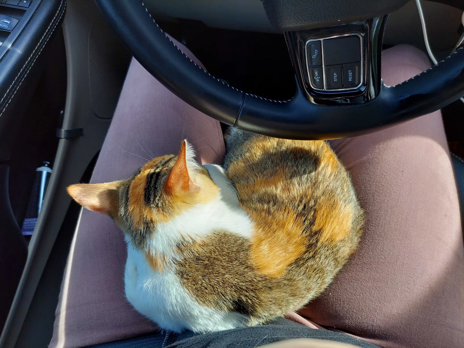 Lost cat in Salem, OR, 97306