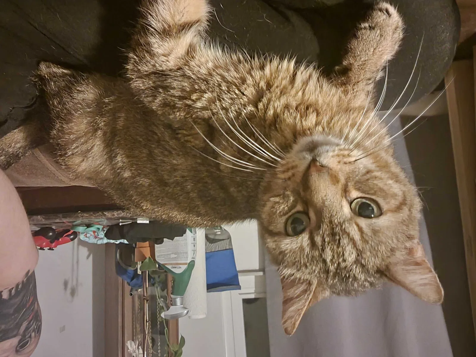 Lost cat in Saint Petersburg, FL, 33713