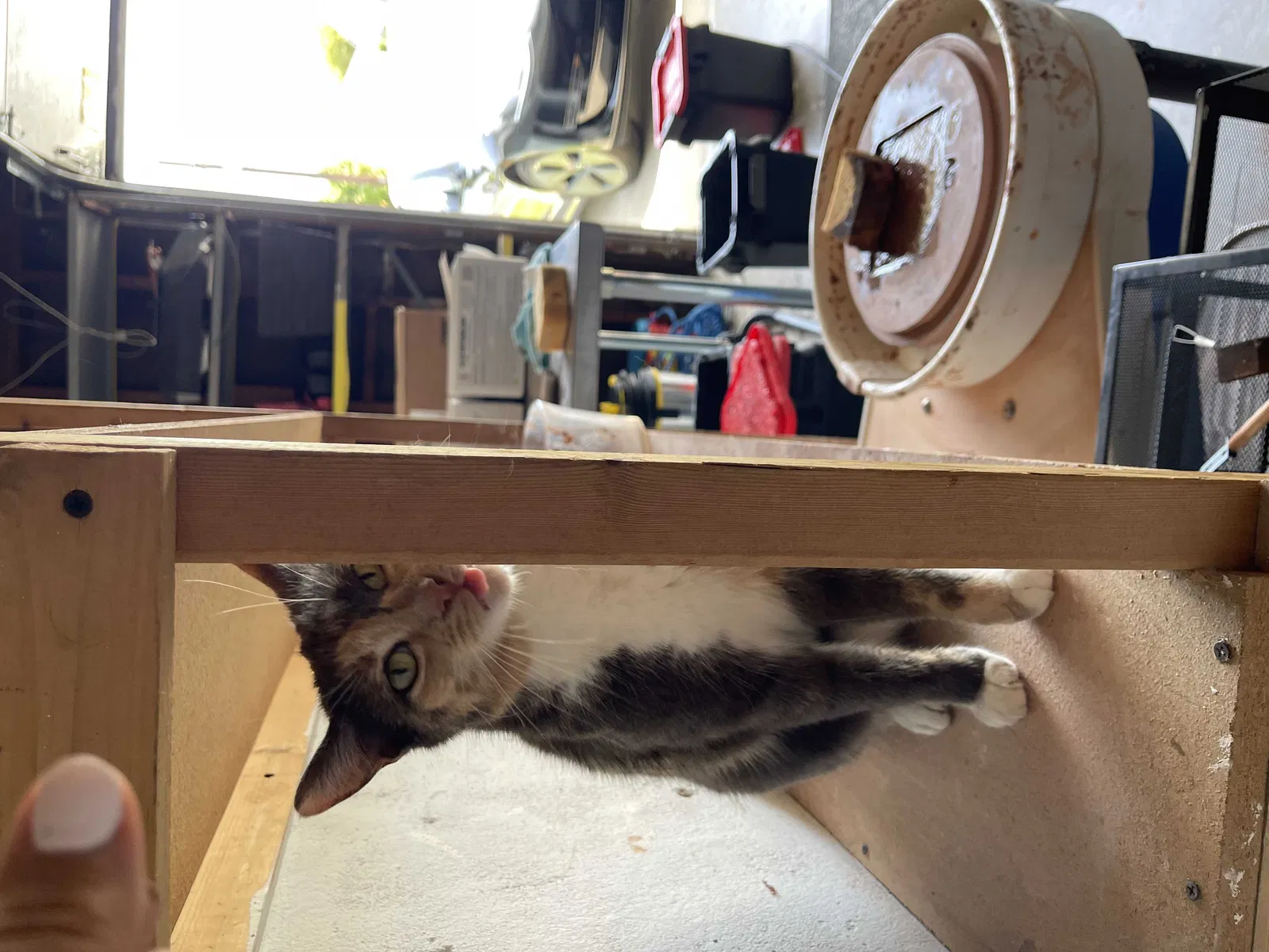 Lost cat in Costa Mesa, CA, 92627