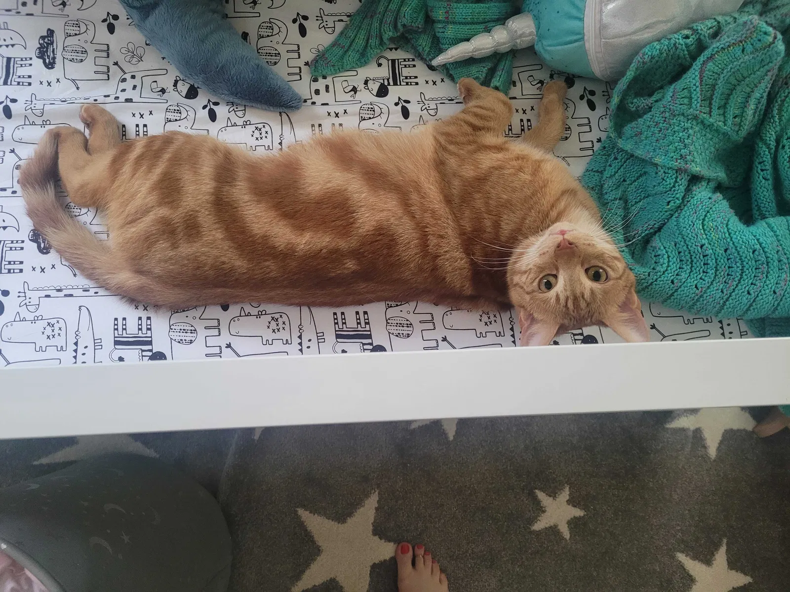 Lost cat in Boyertown, PA, 19512