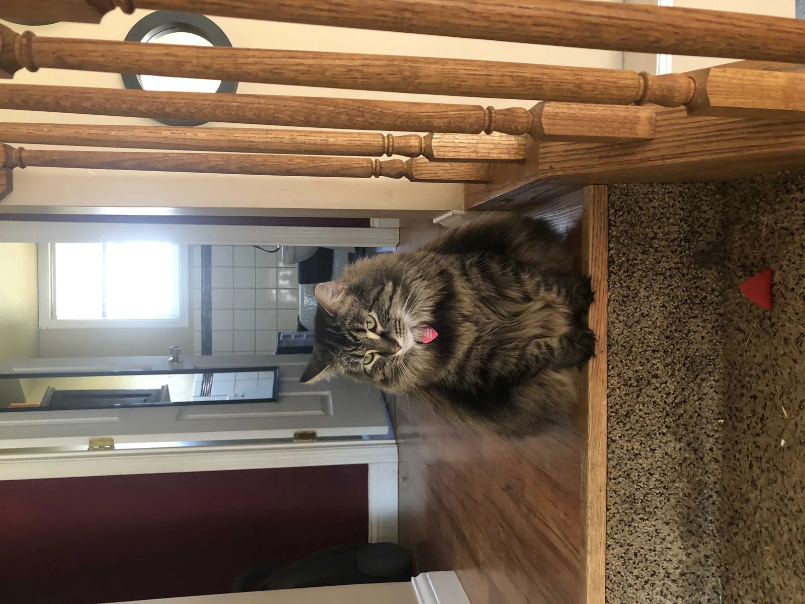 Lost cat in Cottage Hills, IL, 62018