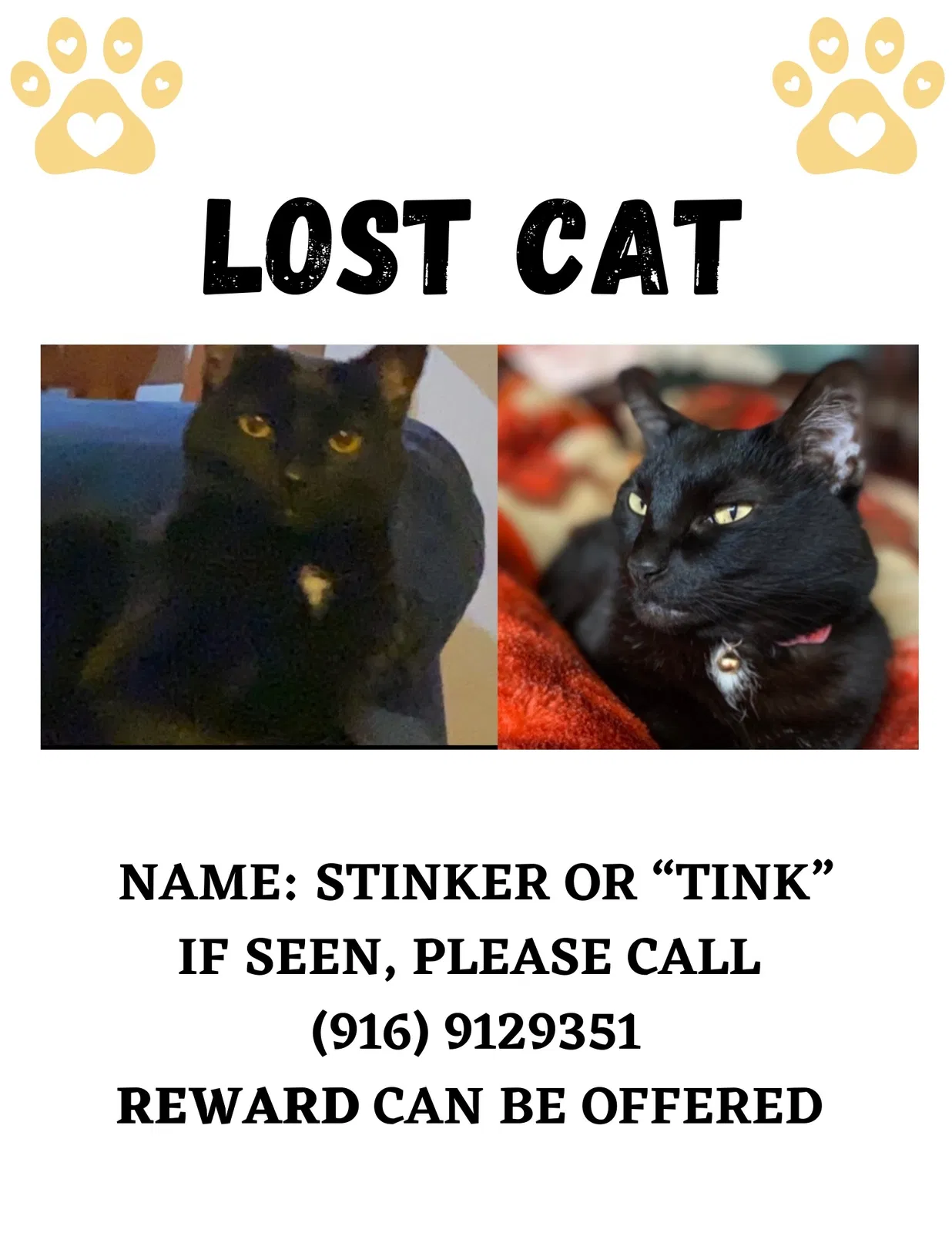 Lost cat in Fair Oaks, CA, 95628