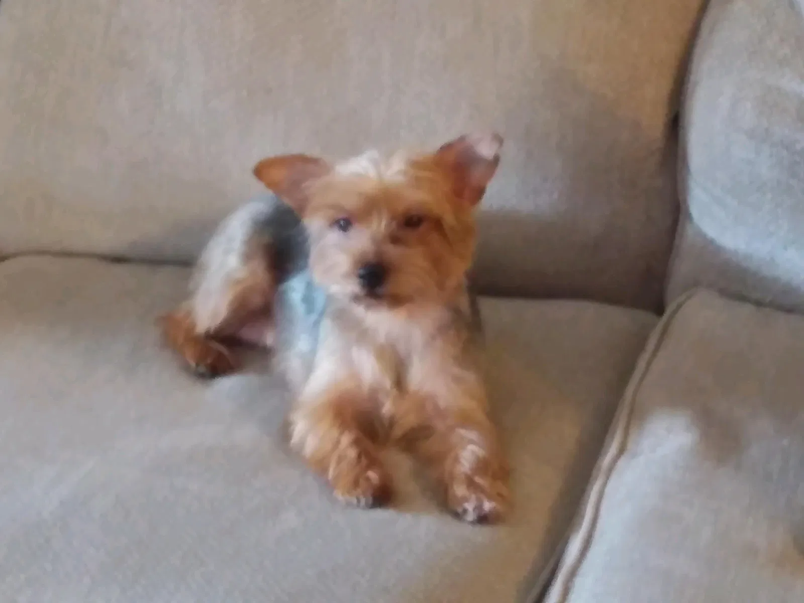 Lost dog in Mckinney, TX, 75070