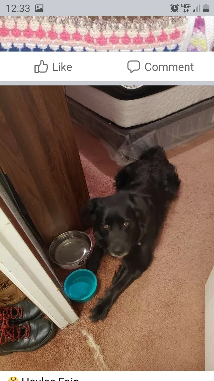 Lost dog in Pilot Mountain, NC, 27041