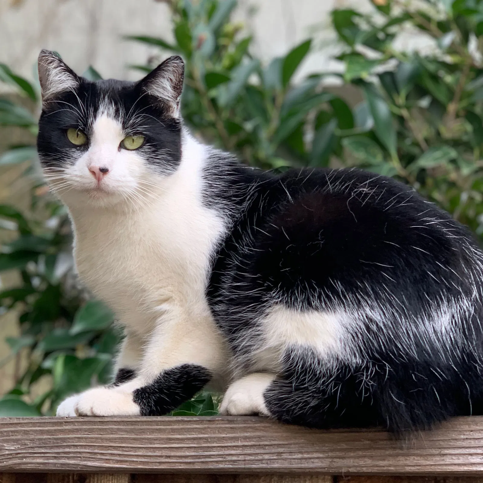 Lost cat in Newbury Park, CA, 91320
