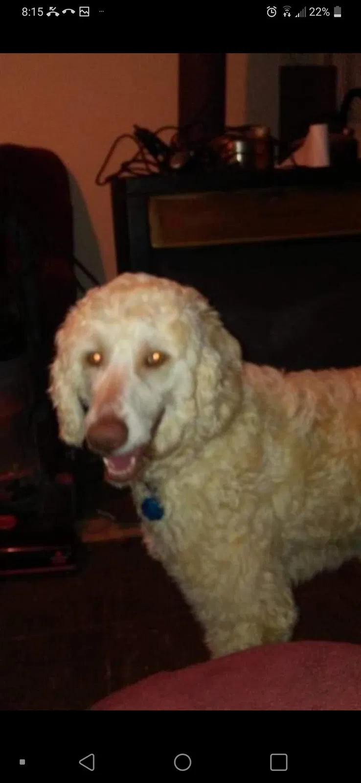 Lost dog in Bryson City, NC, 28713