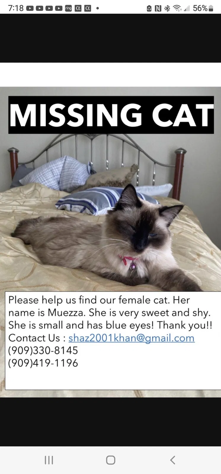 Lost cat in Rancho Cucamonga, CA, 91737