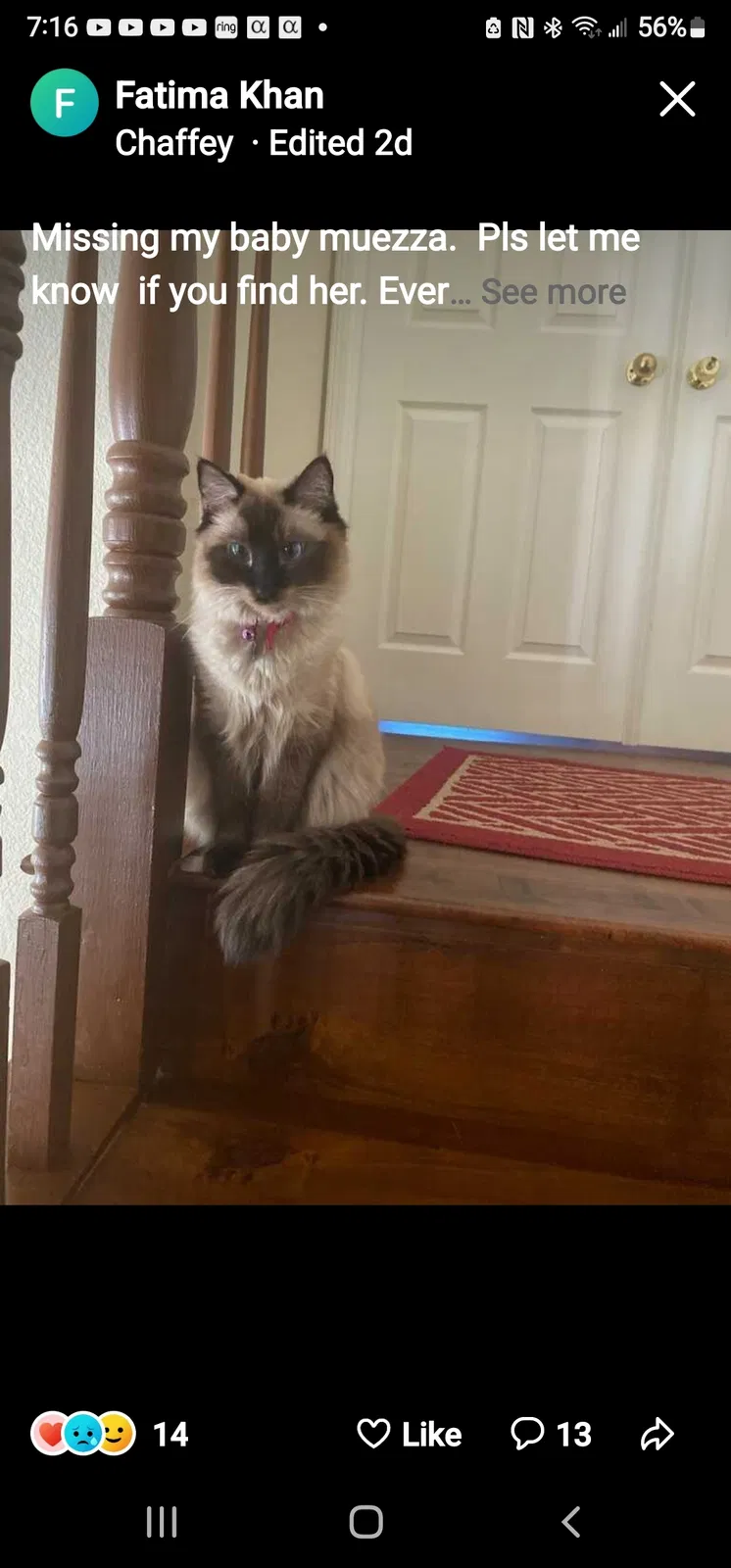 Lost cat in Rancho Cucamonga, CA, 91737