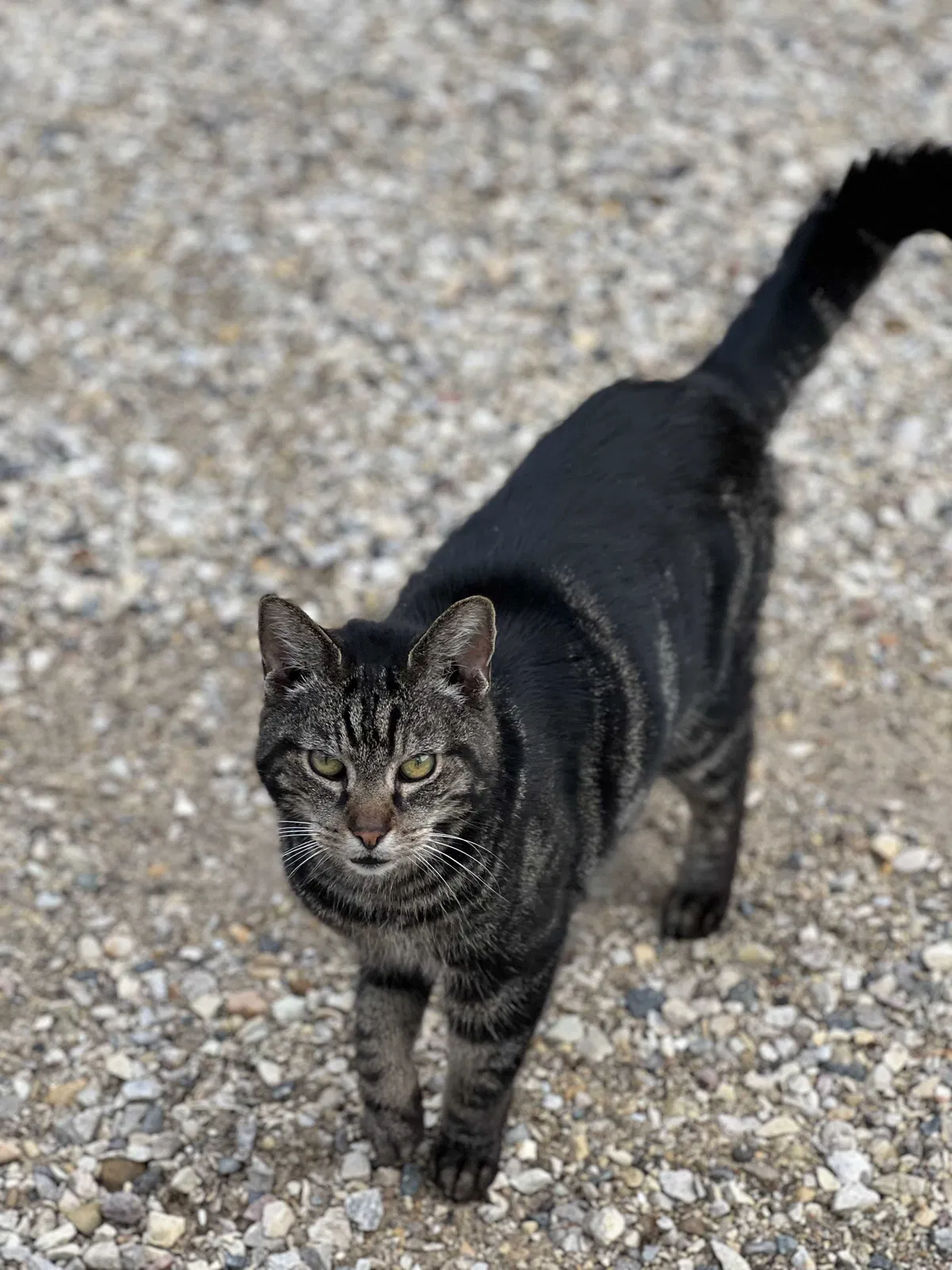 Lost cat in Barrington, IL, 60010