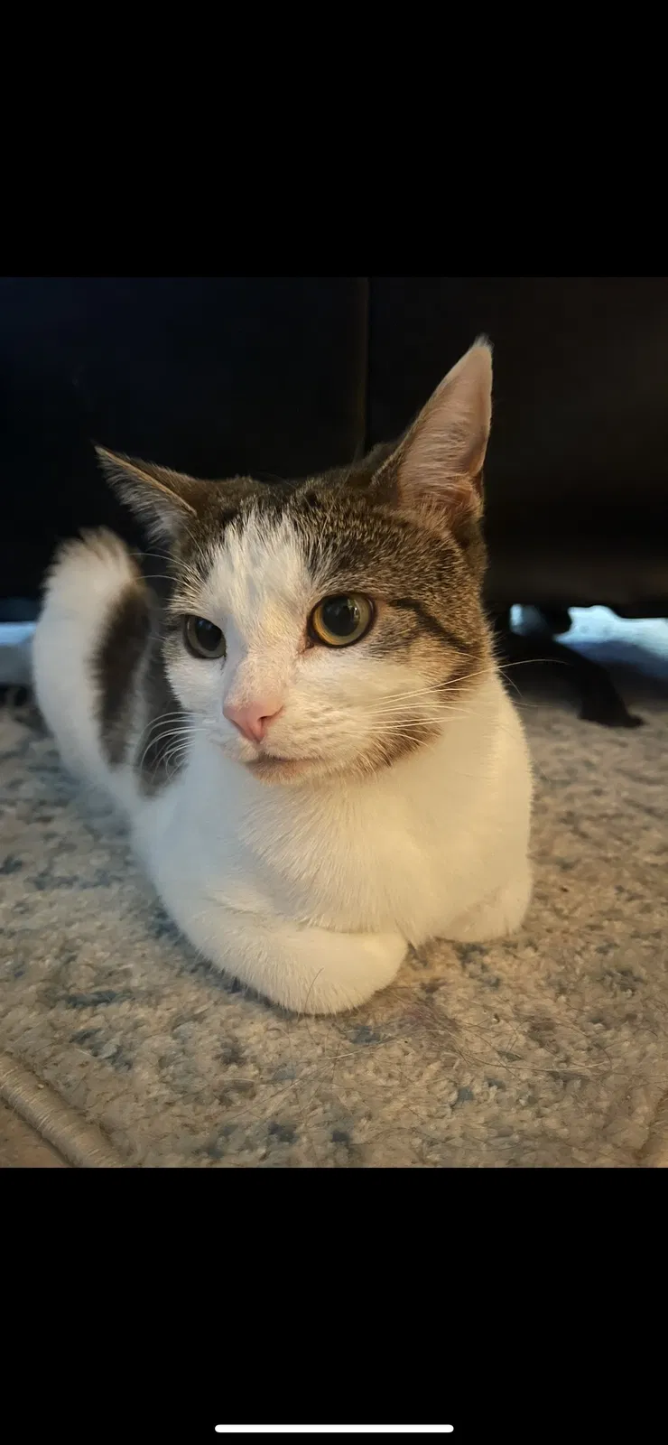 Lost cat in Tucson, AZ, 85710