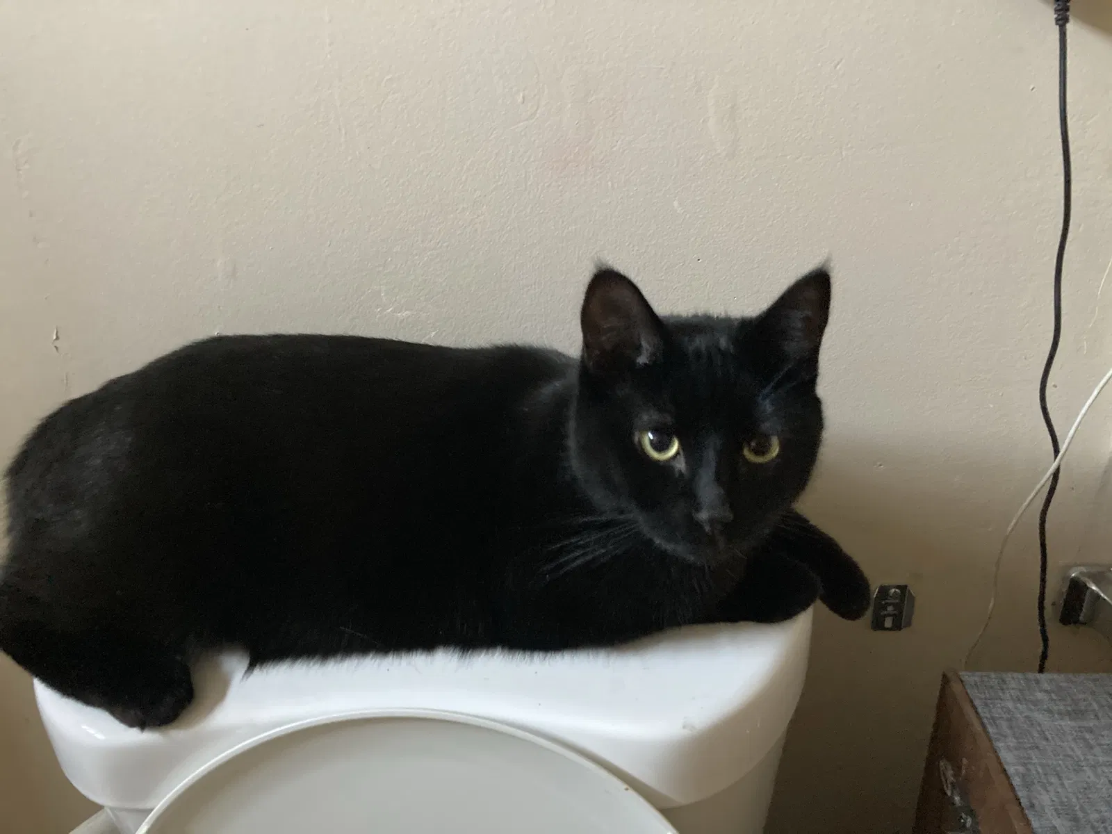 Lost cat in Wilmington, CA, 90744