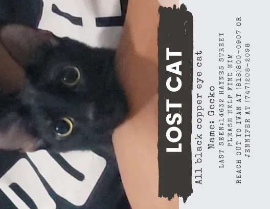 Lost cat in Van Nuys, CA, 91411