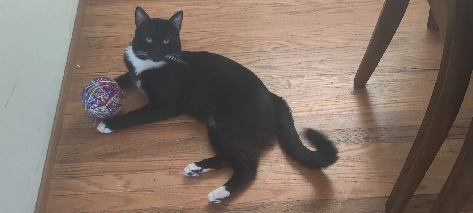 Lost cat in Albany, OR, 97322