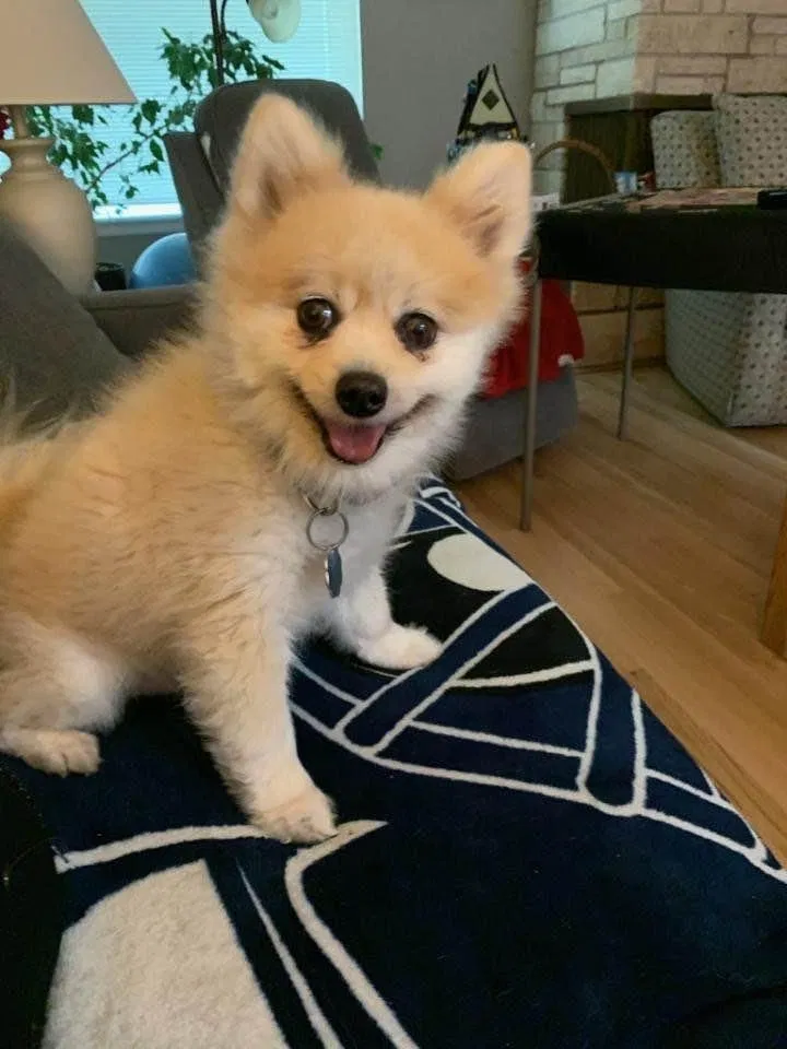 Lost dog in Tacoma, WA, 98407