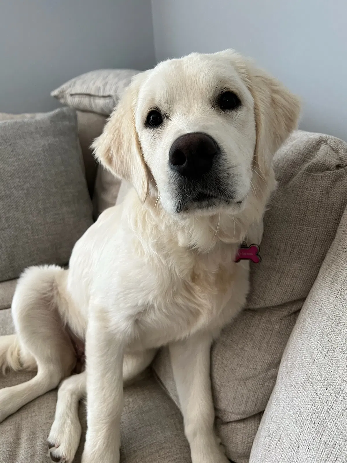 Lost dog in Ballwin, MO, 63011