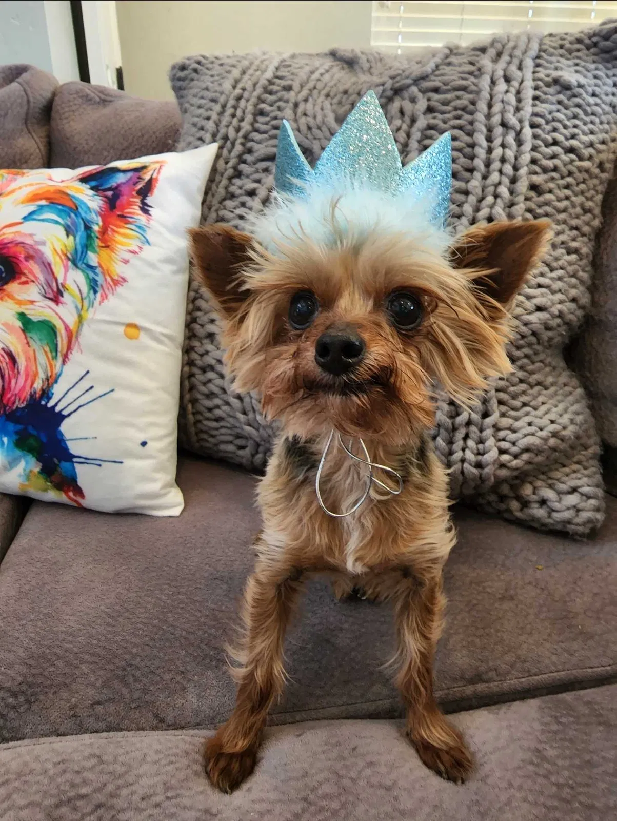 Lost dog in Albuquerque, NM, 87114