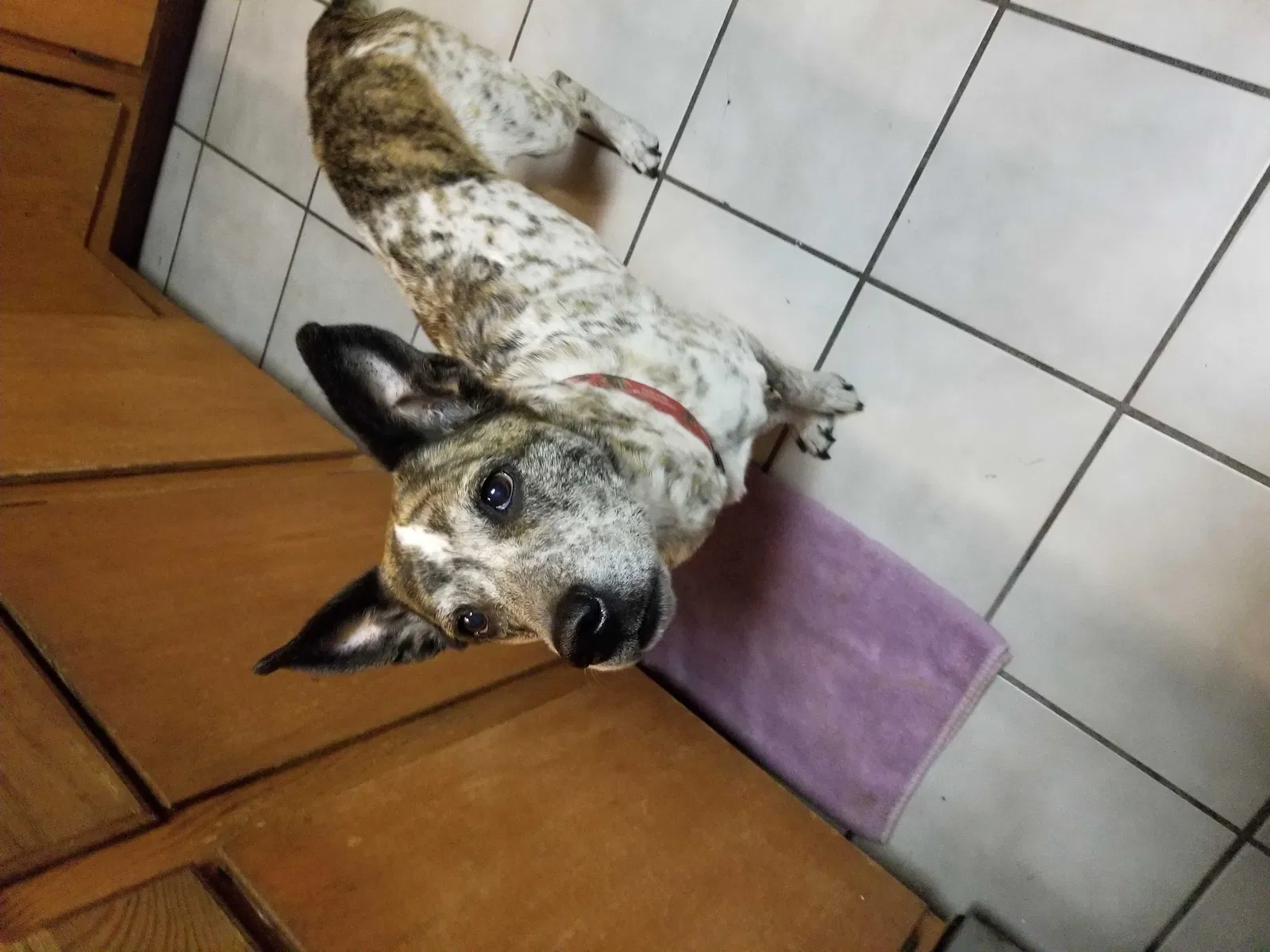 Lost dog in Tucson, AZ, 85711