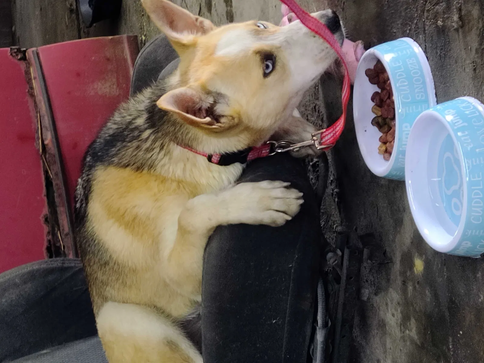 Lost dog in Rocky Mount, NC, 27804