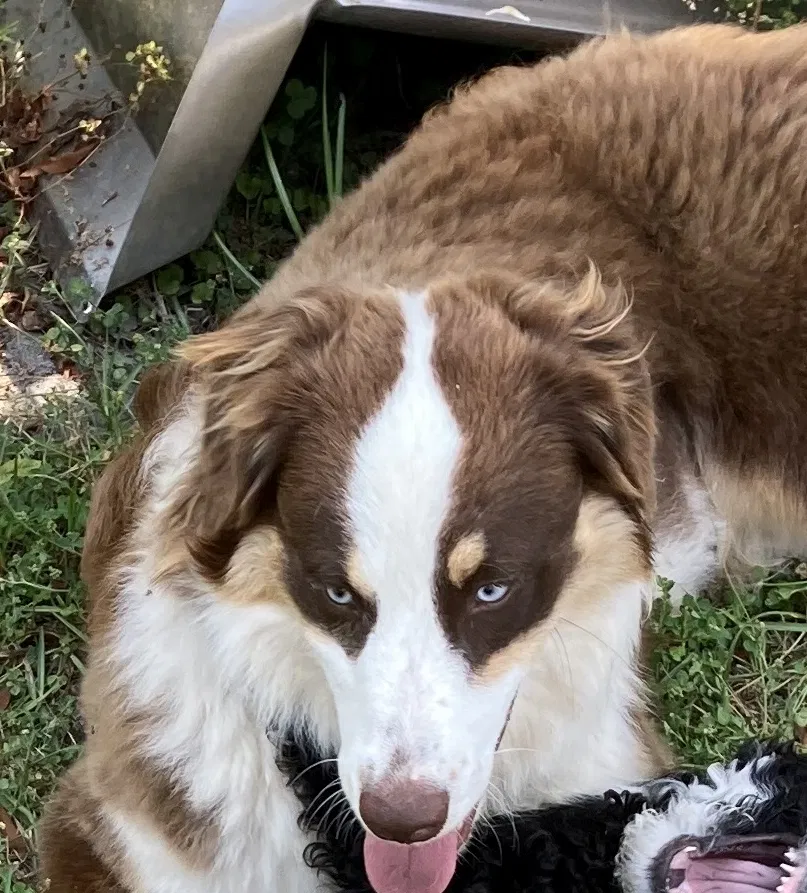 Lost dog in Okatie, SC, 29909