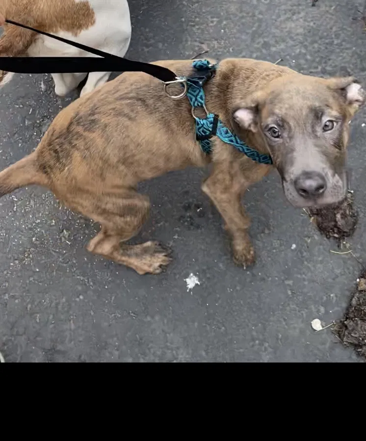 Lost dog in Saint Louis, MO, 63111