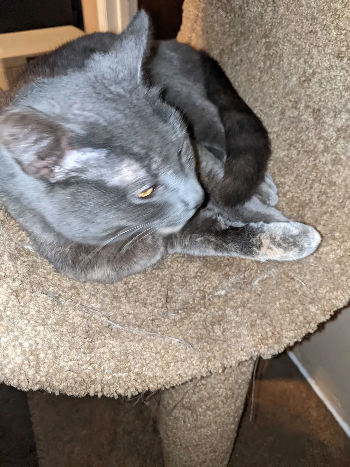 Found cat in Gridley, CA, 95948