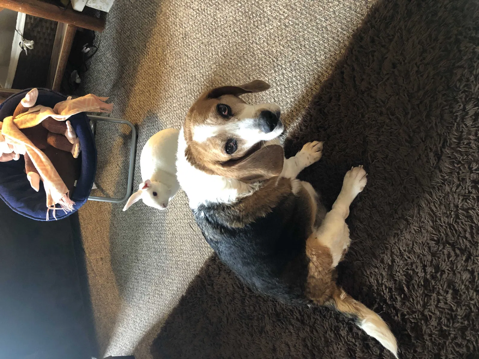 Lost dog in Smithton, PA, 15479