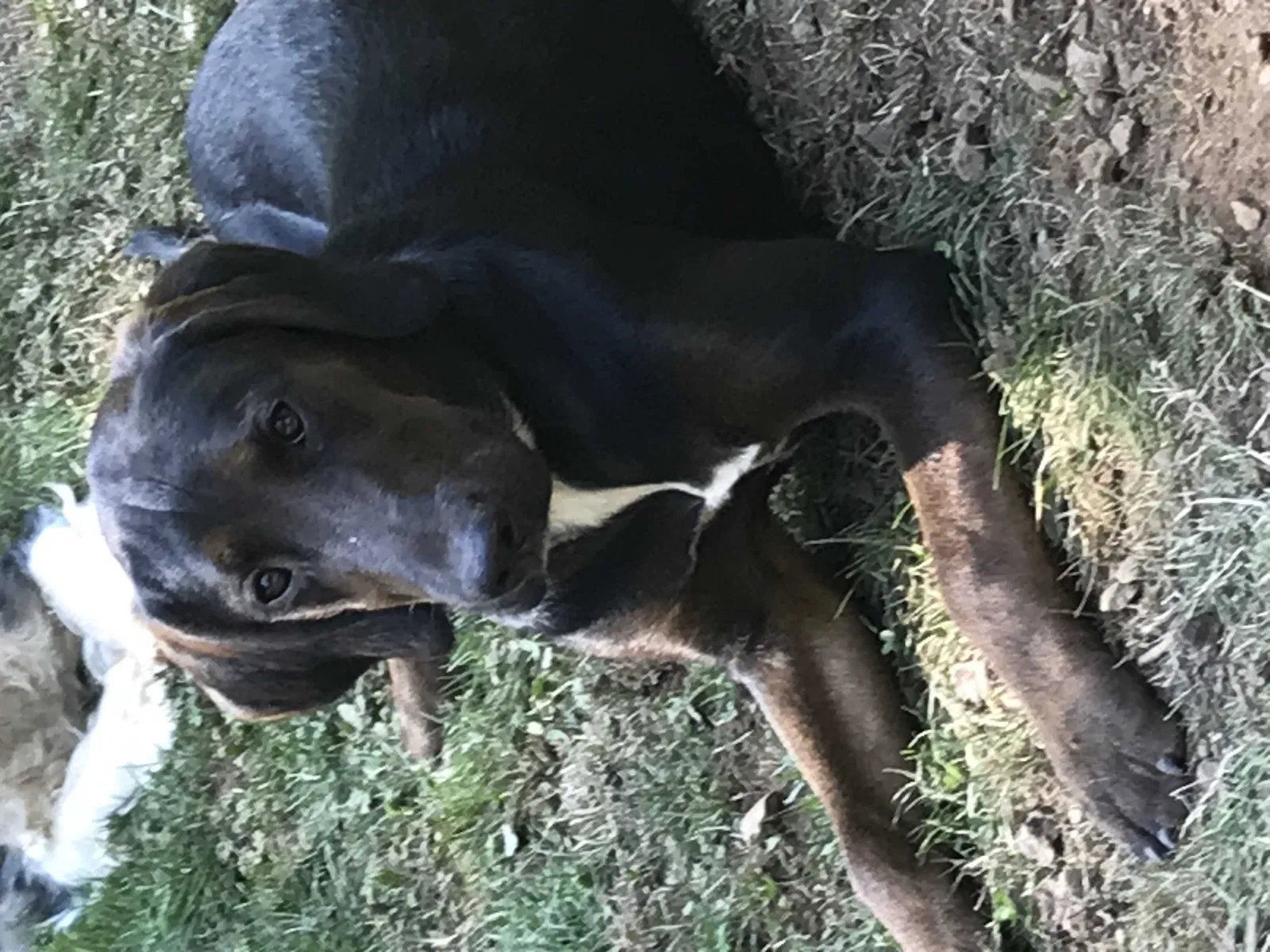 Lost dog in Corbett, OR, 97019