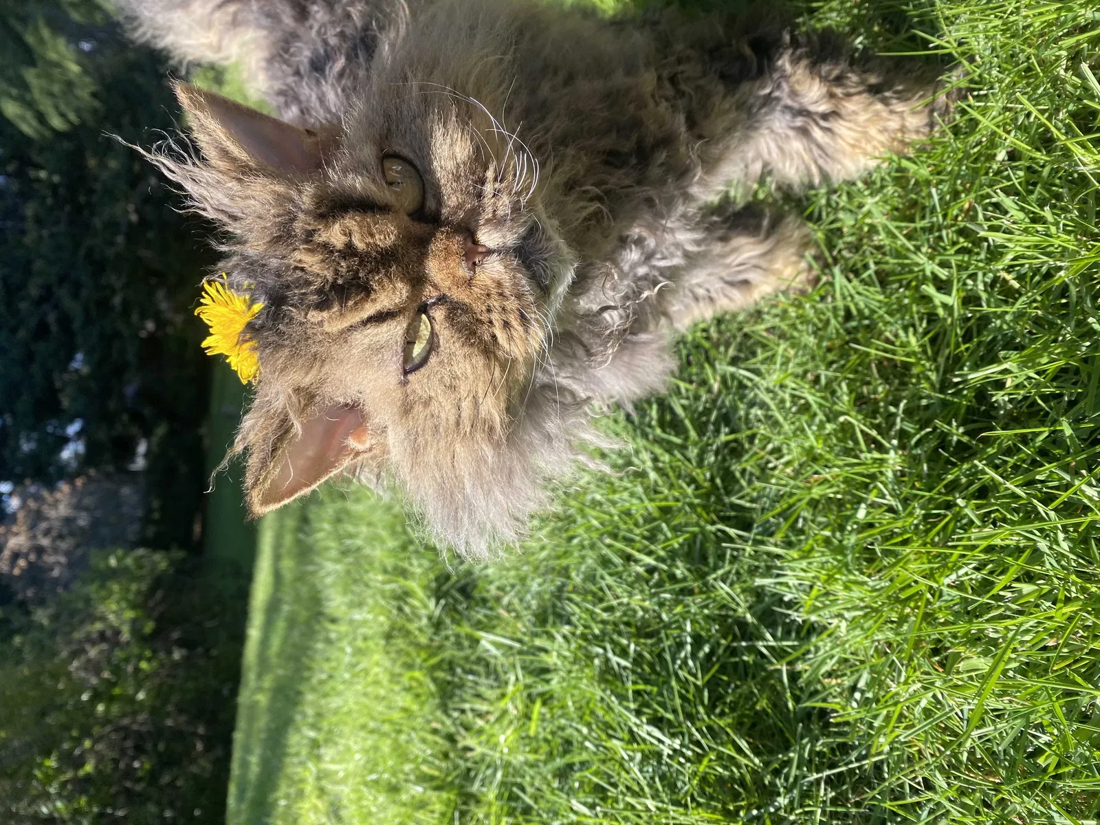 Lost cat in Portland, OR, 97230