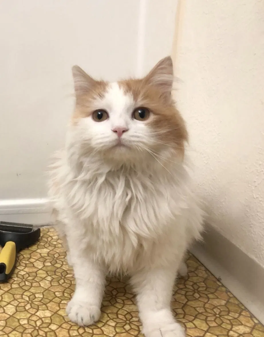 Lost cat in Boise, ID, 83706