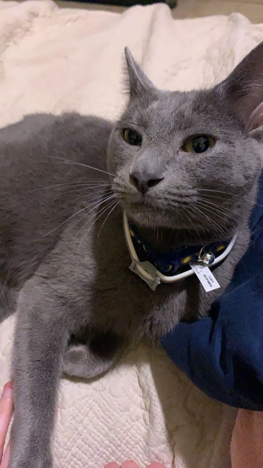 Lost cat in Hixson, TN, 37343