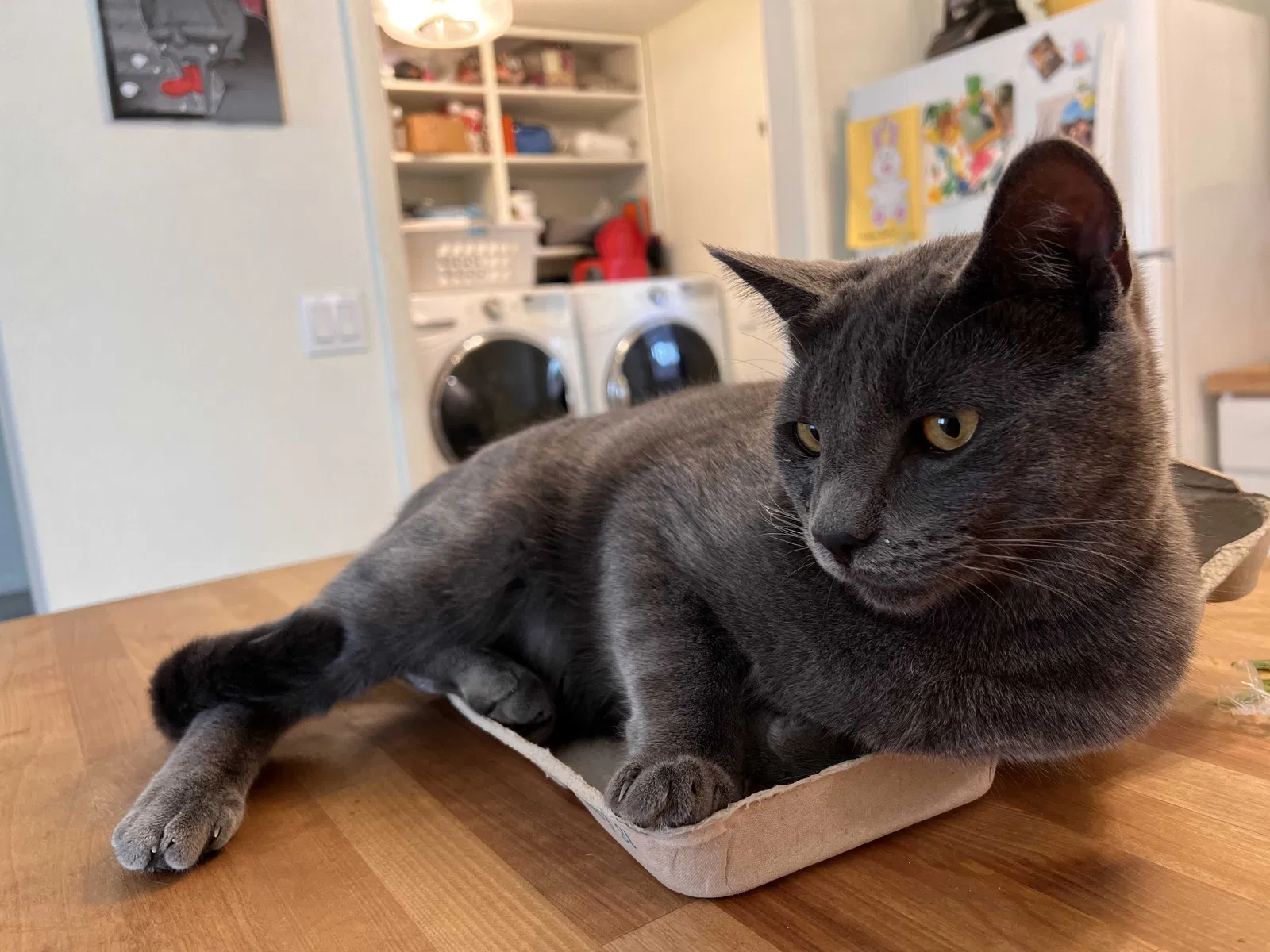 Lost cat in Caldwell, ID, 83605
